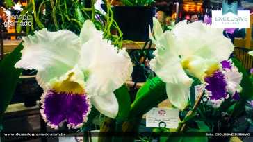 Exposição de orquídeas em Gramado