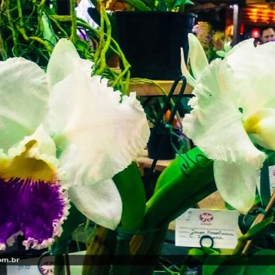 Exposição de orquídeas em Gramado