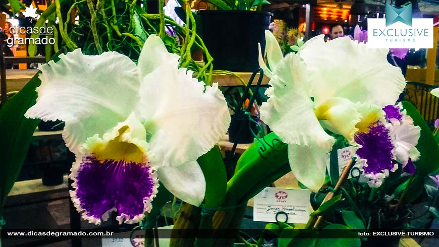 Exposição de Orquídeas em Gramado - Foto: Exclusive Turismo