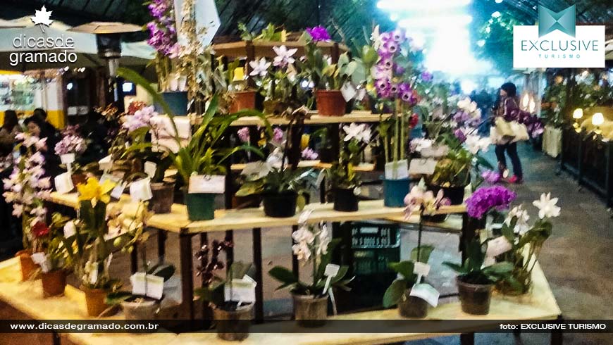 Exposição de Orquídeas em Gramado - Foto: Exclusive Turismo