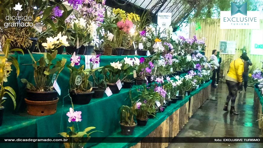 Exposição de Orquídeas em Gramado - Foto: Exclusive Turismo