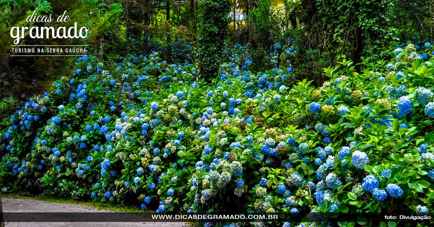 Gramado em Outubro: Hortênsias do Lago Negro