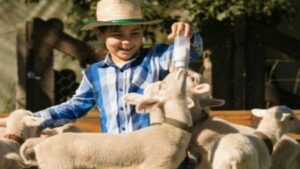 Tour Vale dos Vinhedos com Caminhos de Pedra
