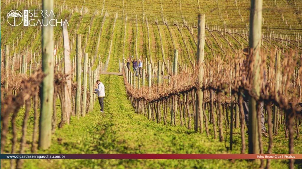 Vinhedo em Bento Gonçalves - Foto: Bruno Cruz | Pixabay