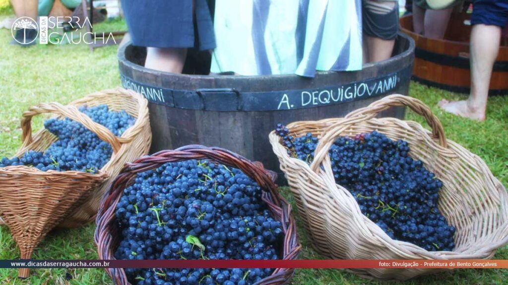 Vindima em Bento Gonçalves